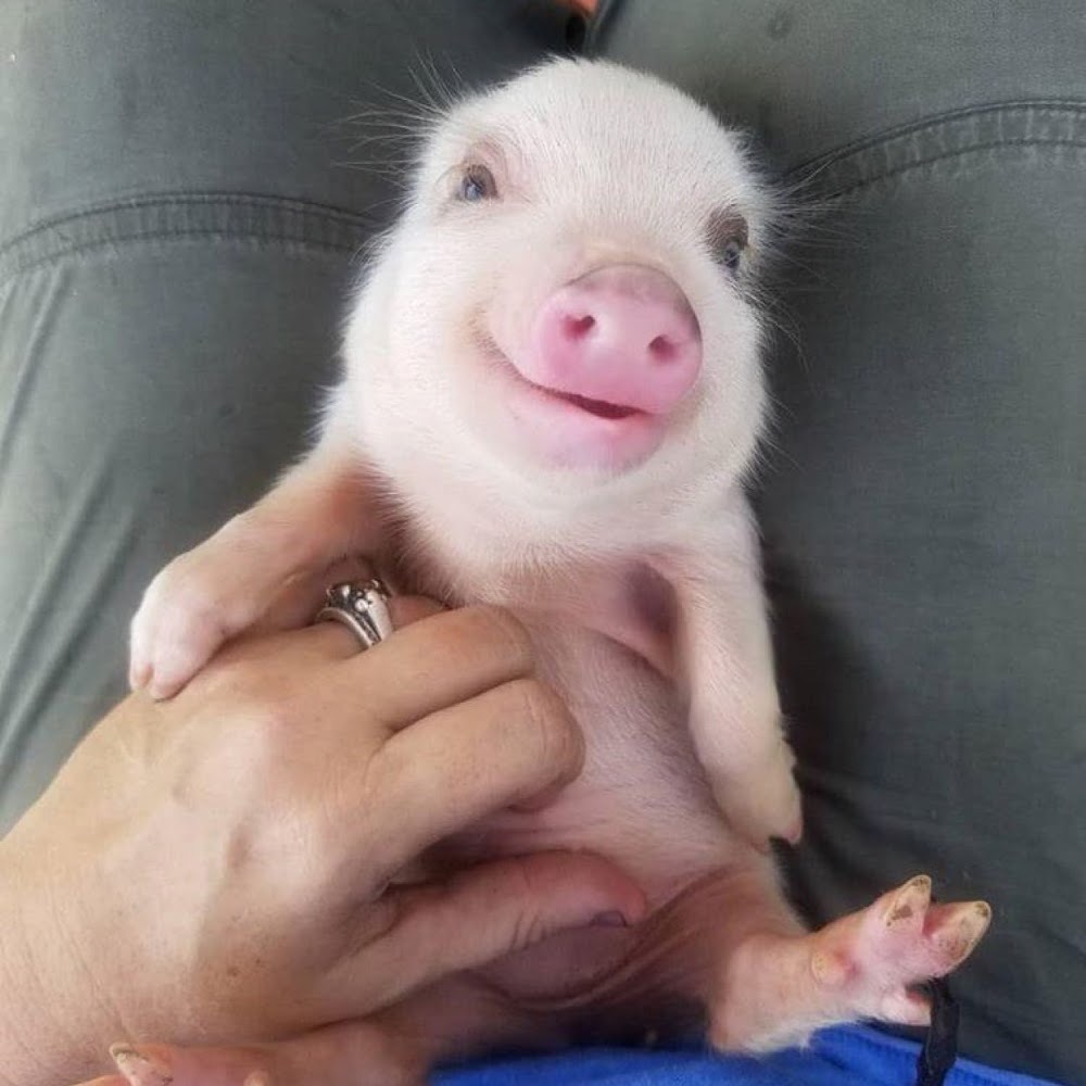 Meet your Posher, Polly